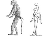 An Egyptian monkey (Cereopithecus Pyrrhonotus) which was kept by wealthy Egptians, and given in Tribute as unusual gifts - see 1K.10.22, 2Ch.9.21. Right: an Egyptian bringing a monkey in tribute to Sardanapalus I at Nineveh.